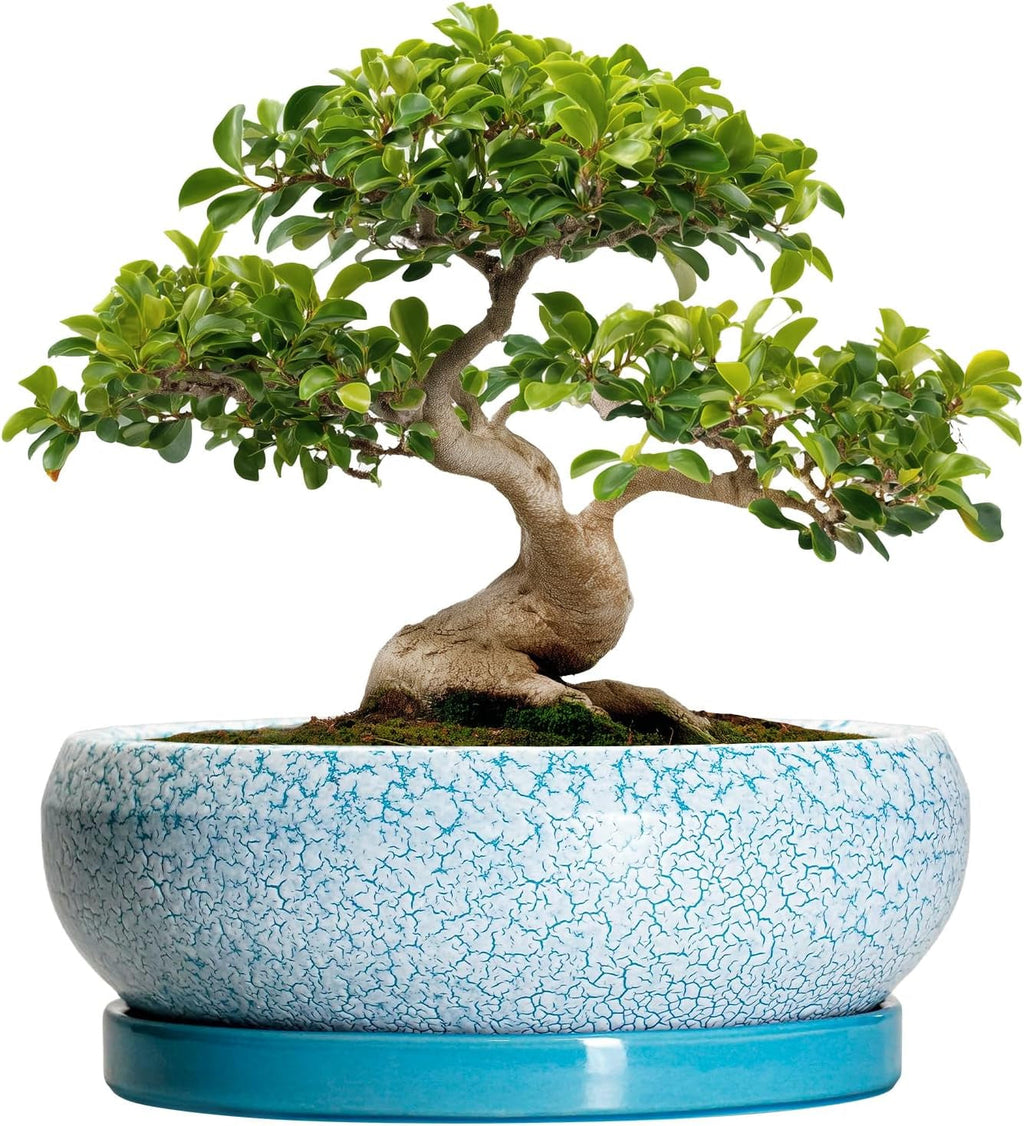 Ghiveci ceramic pentru bonsai, glazurat, puțin adânc, pentru plante suculente, cu orificiu de drenaj și farfurie din bambus pentru plante de apartament, 20,3 cm, maro