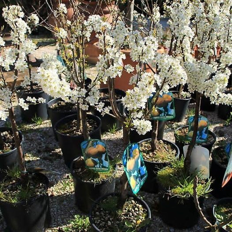 Susini Strümpfe Von Nonne Gelb Pflanze Ab Frucht Antik Auf Vase 24/26- Baum Max 160~180Cm -4 Jahre