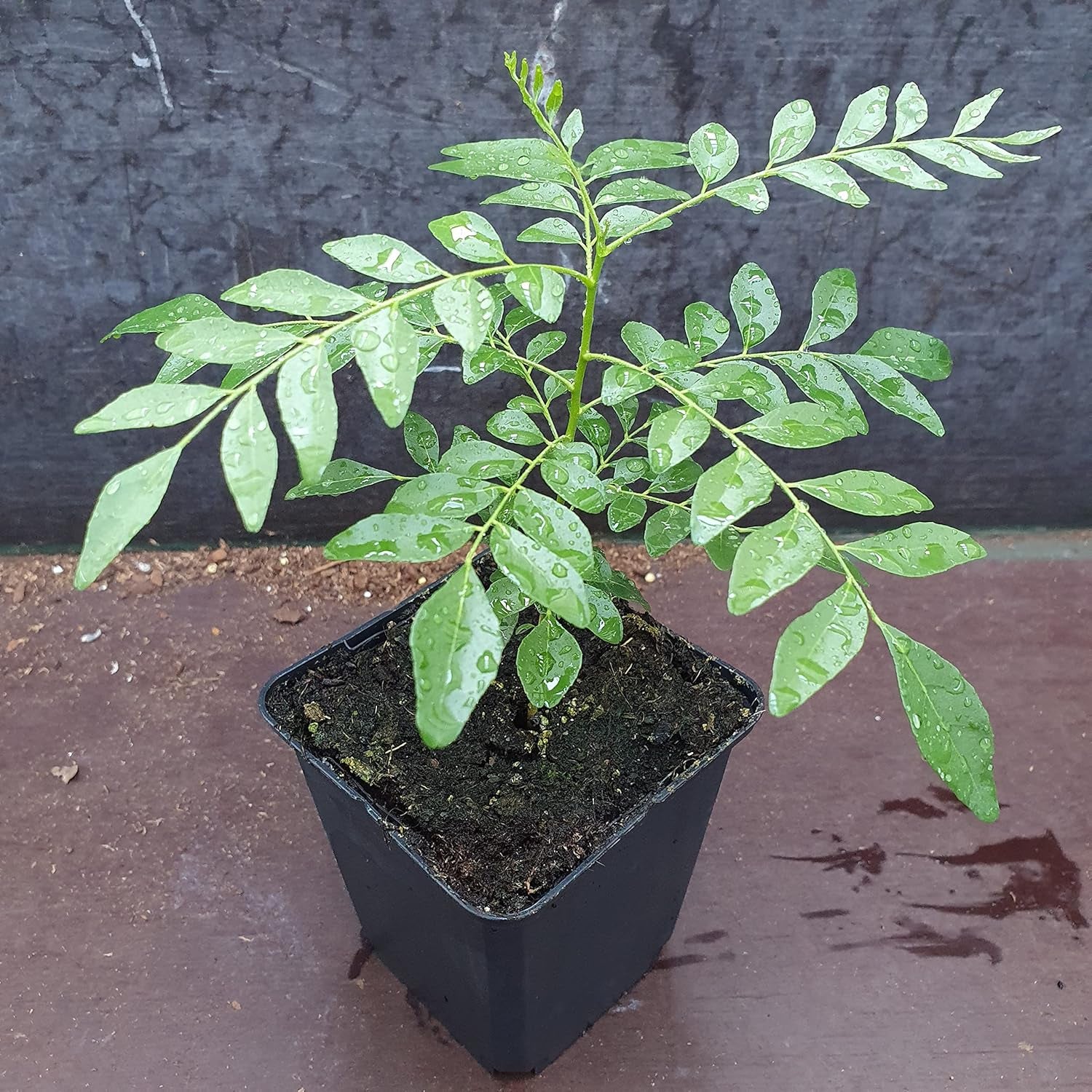 1 Baum au Curryblatt | Murraya Koenigii | Aus Samen gezogen | Selten dans l'UE | Cuisine indienne et sri lankaise | 10-15 cm de haut en 7 cm de haut | Plantes de curry | Bergera Koenigii