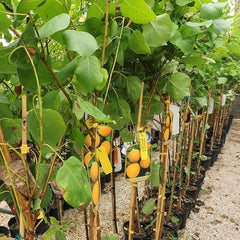 Sungiant Aprikosen - Obstpflanze Auf Blumentopf 20 - Baum Max 170 Cm – 2 Jahre Anbau Italien