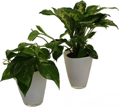 , 891124 Tropic Set, Efeutute Dieffenbachia Mit Dekotopf, Weiß