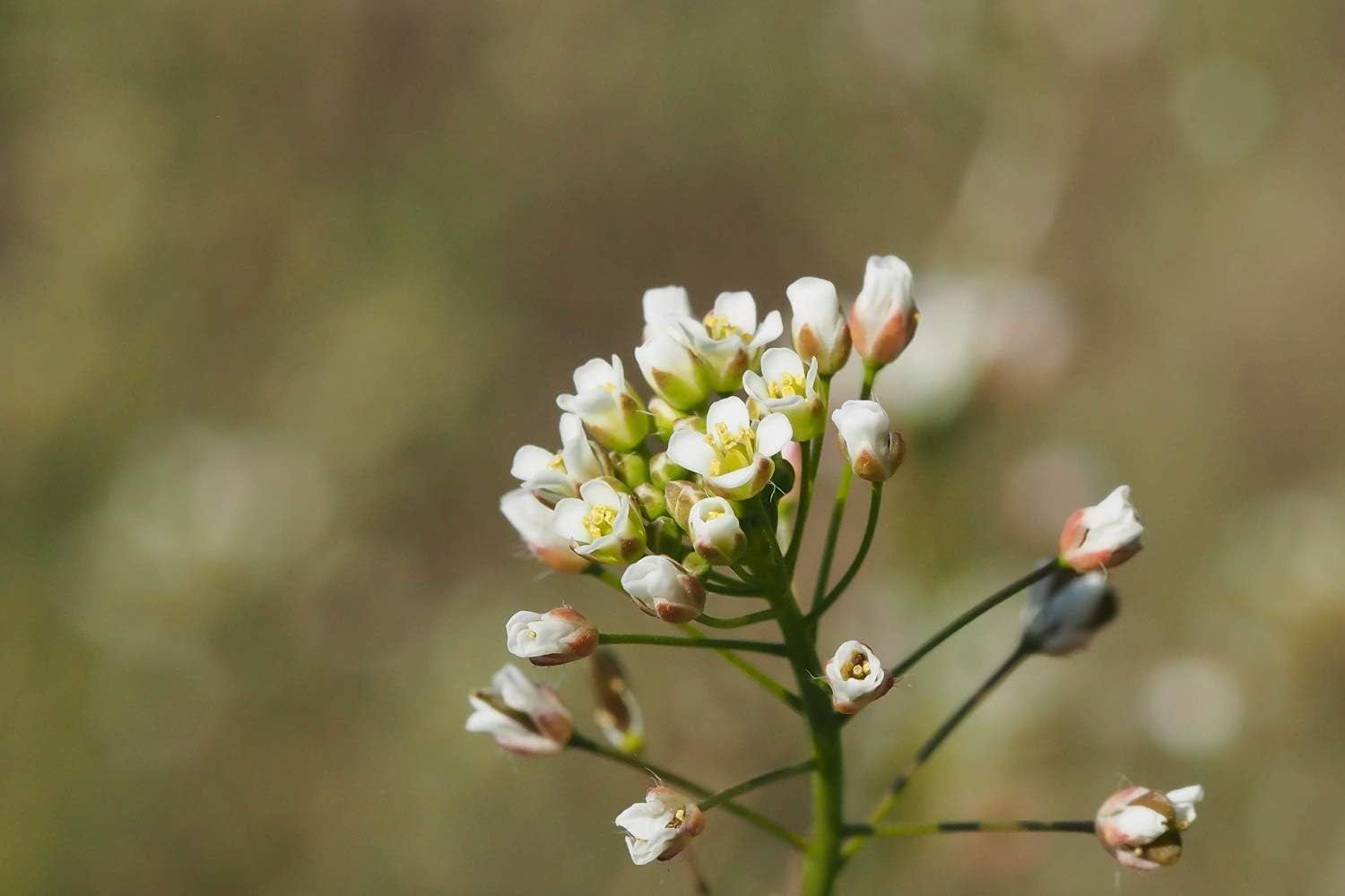 SAFLAX - Heilpflanzen - Hirtentäschel - 1000 Samen - Capsella Bursa-Pastoris