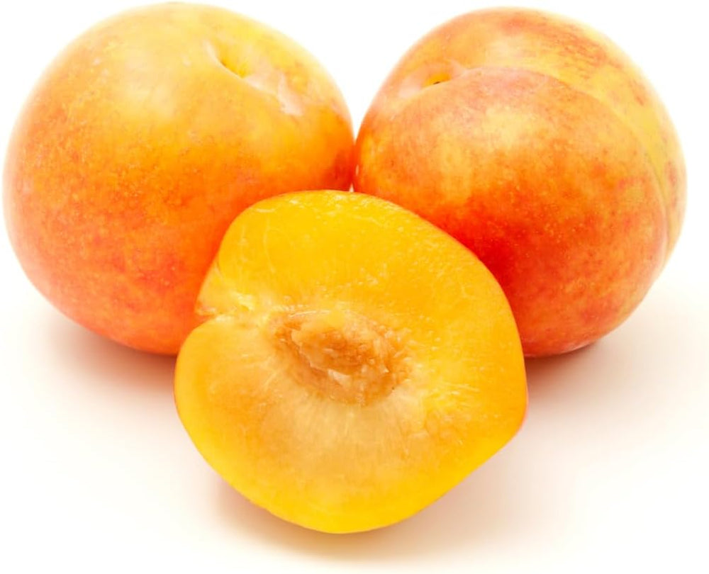 Pflaumenbaum TC Sun - Obstpflanze Topf Ø 24/26 Cm - Max. Wuchshöhe 180 Cm – Alter: 4 Jahre - Italienische Baumschule