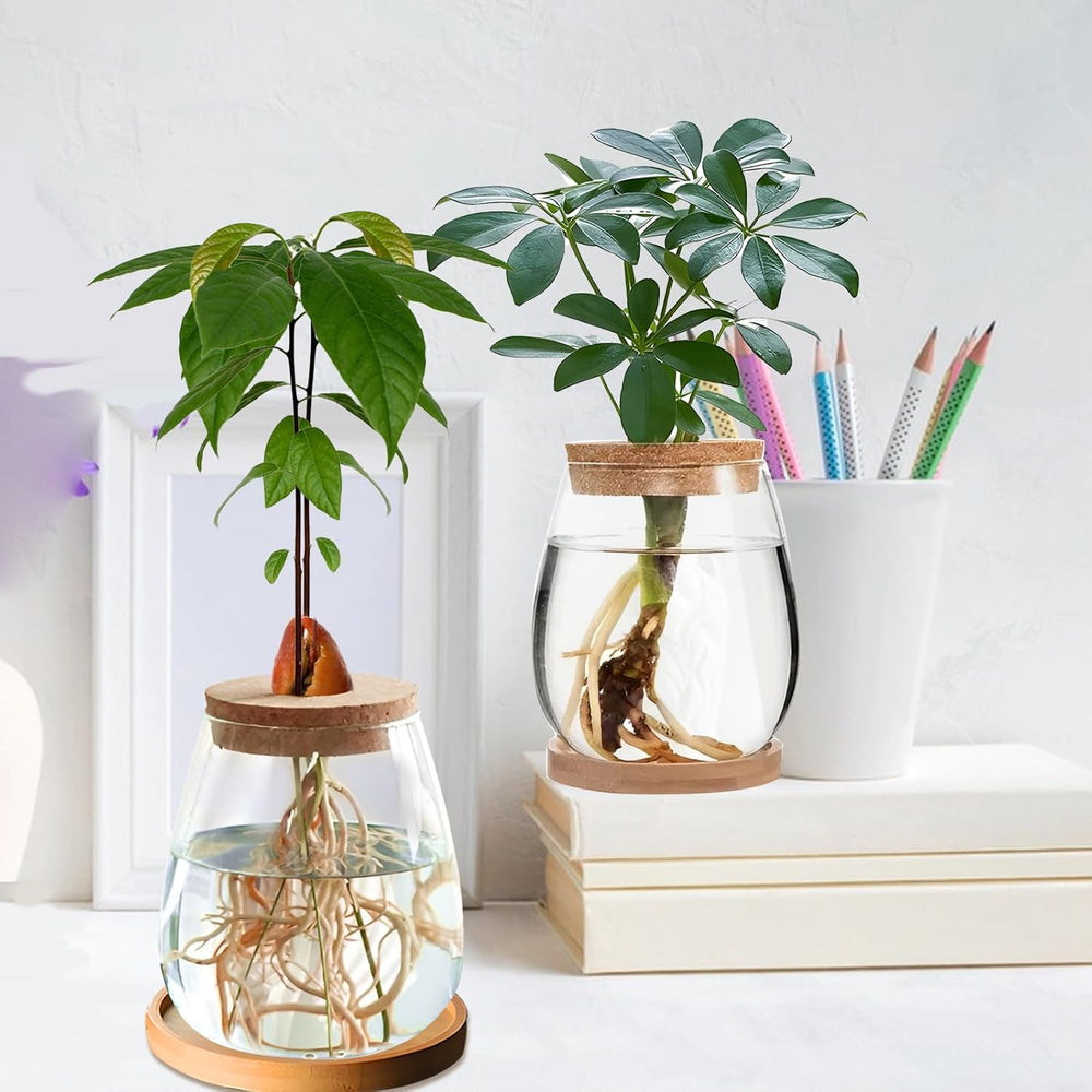 Station de culture de plantes hydroponiques 12x11 cm Vase de graines d'avocat Jardinière en verre Vase en verre hydroponique pour plantes aquatiques ou fleurs Décor de table de bureau 2 pièces