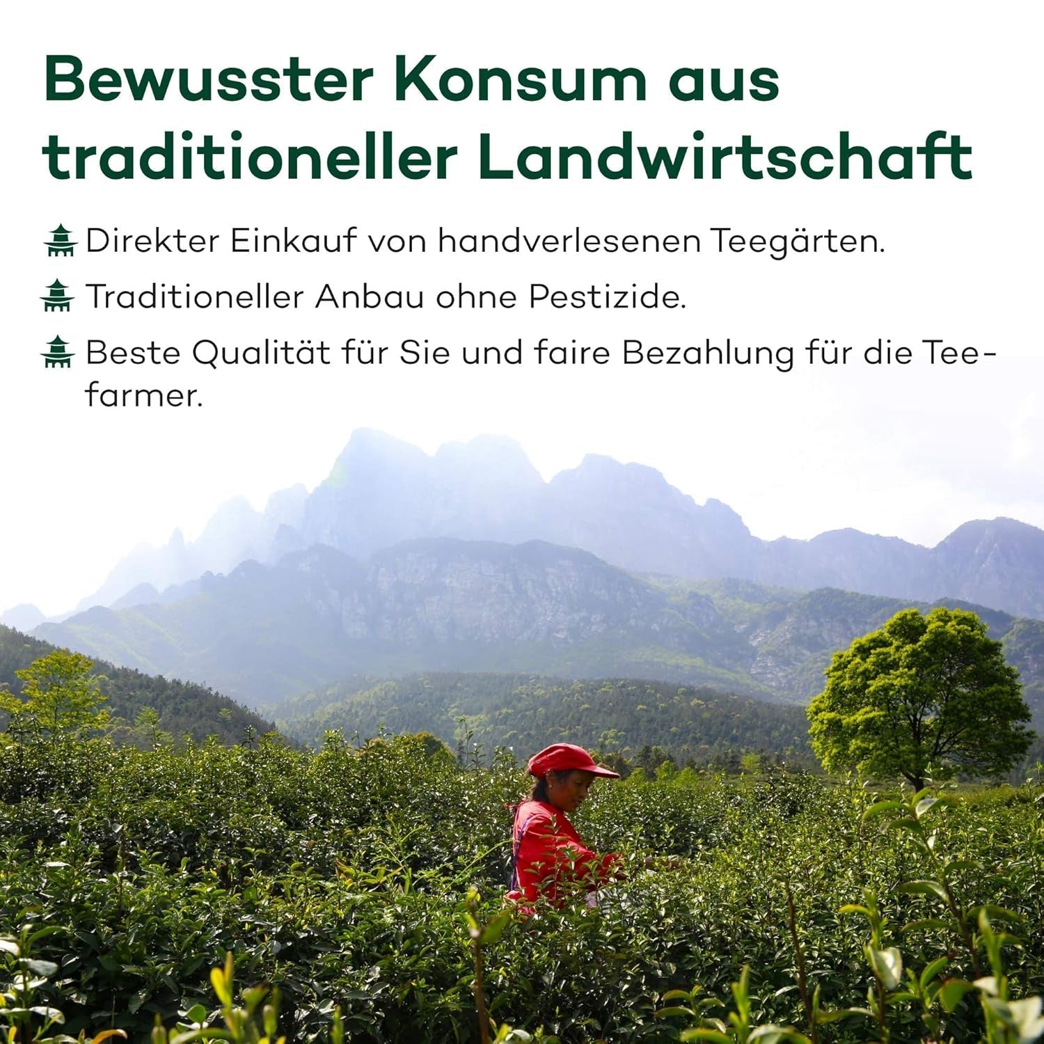 Thé GABA Oolong d'Alishan, Chiayi Taiwan | Thé Gabalon de haute qualité de Taiwan (50g)