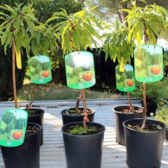Zwergpfirsich - Obstpflanze Auf Blumentopf 20 - Baum Max 170 Cm – 2 Jahre Anbau Italien