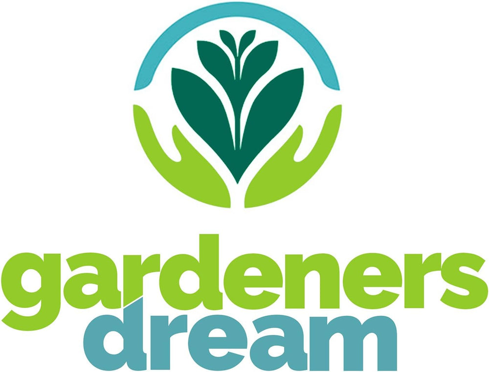 Rêve des jardiniers : 4 vraies plantes de Tillandsia - 4 vraies plantes d'air de Tillandsia - Plantes de terrarium - Plantes de terrarium décoratives - Plantes d'intérieur purificatrices d'air - Plantes décoratives - Plantes réelles