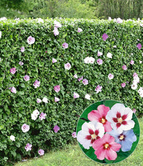 BALDUR Garten 10Er Gemischte Hecken-Kollektion, Pflanzen Im 9X9 Cm-Topf, Je 5 Pflanzen Hibiskus-Hecke Und Leyland-Zypressen-Hecke, Winterhart, Blühend, Hibiscus Syriacus, Cupressocyparis Leylandii