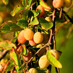 Susini Strümpfe Von Nonne Gelb Pflanze Ab Frucht Antik Auf Vase 24/26- Baum Max 160~180Cm -4 Jahre
