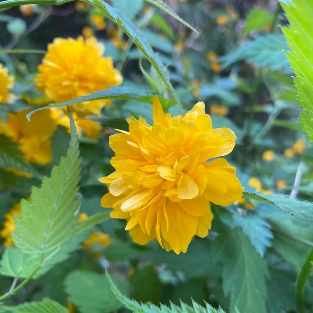 Kerria Japonica, Gartendeko Für Draußen Ranunkelstrauch, Schnittblumen Geschenke Für Gärtner Steingartenpflanzen Winterhart Hecken 200Samen