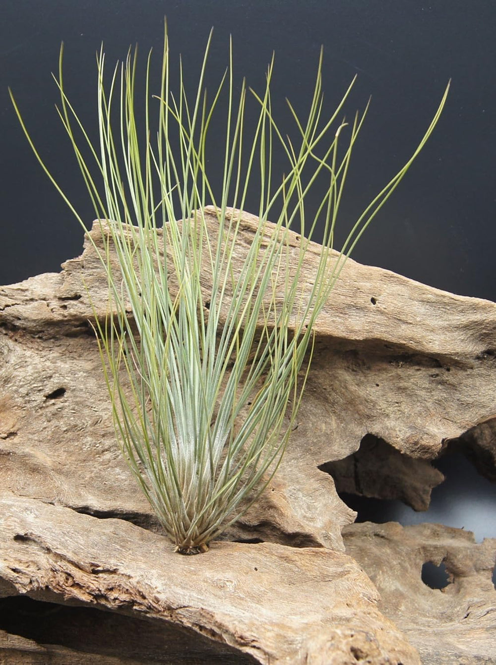 Tillandsien, Tillandsia Festucoides, Bromeliengewächs