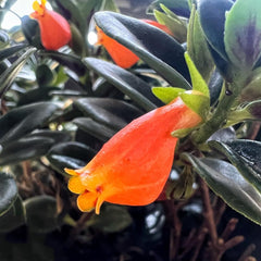 Goldfish Chlorophytum, Seltene Winterharte Balkonpflanzen Stauden Winterhart Mehrjährig Wohnzimmer Deko, Zaun Deko Bio 75Samen