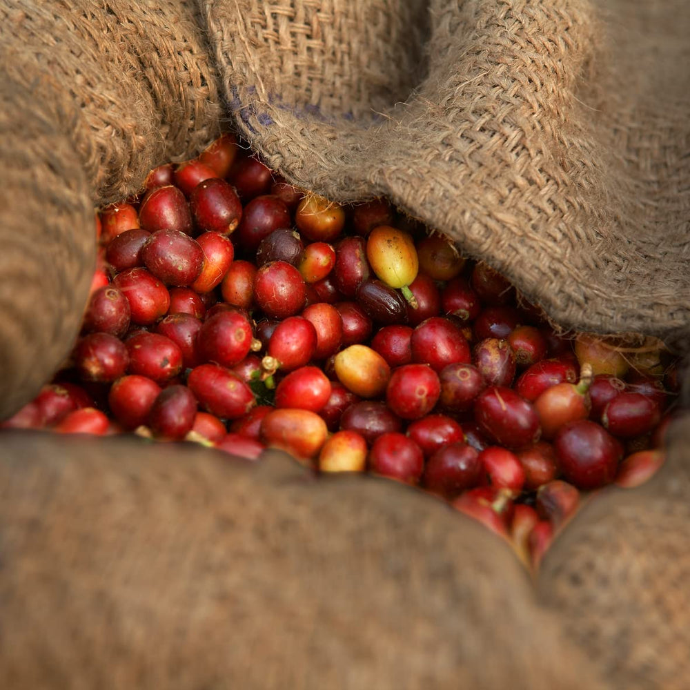 - Moka 1000g | Café fort pour Schümli et expresso provenant de machines entièrement automatiques | Grains de café torréfiés entiers | Avec 90% de grains Arabica