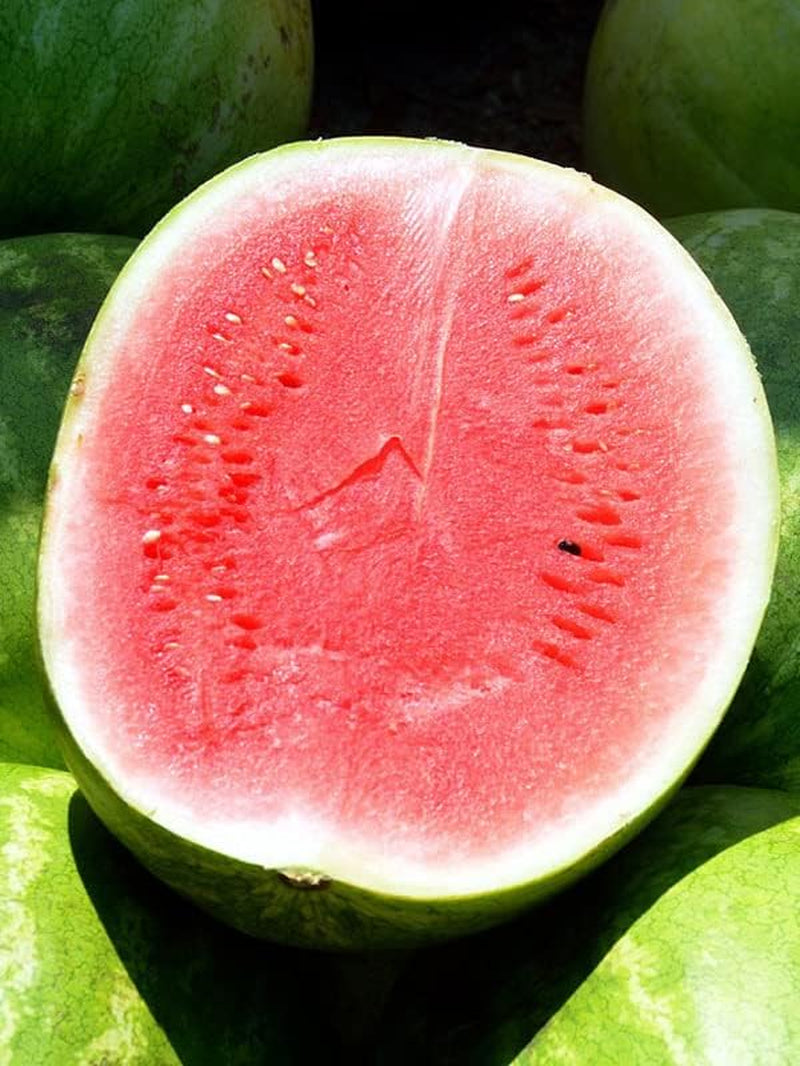 Wassermelone 'Crimson Sweet' (Citrullus Lanatus) - Ca. 10 Samen