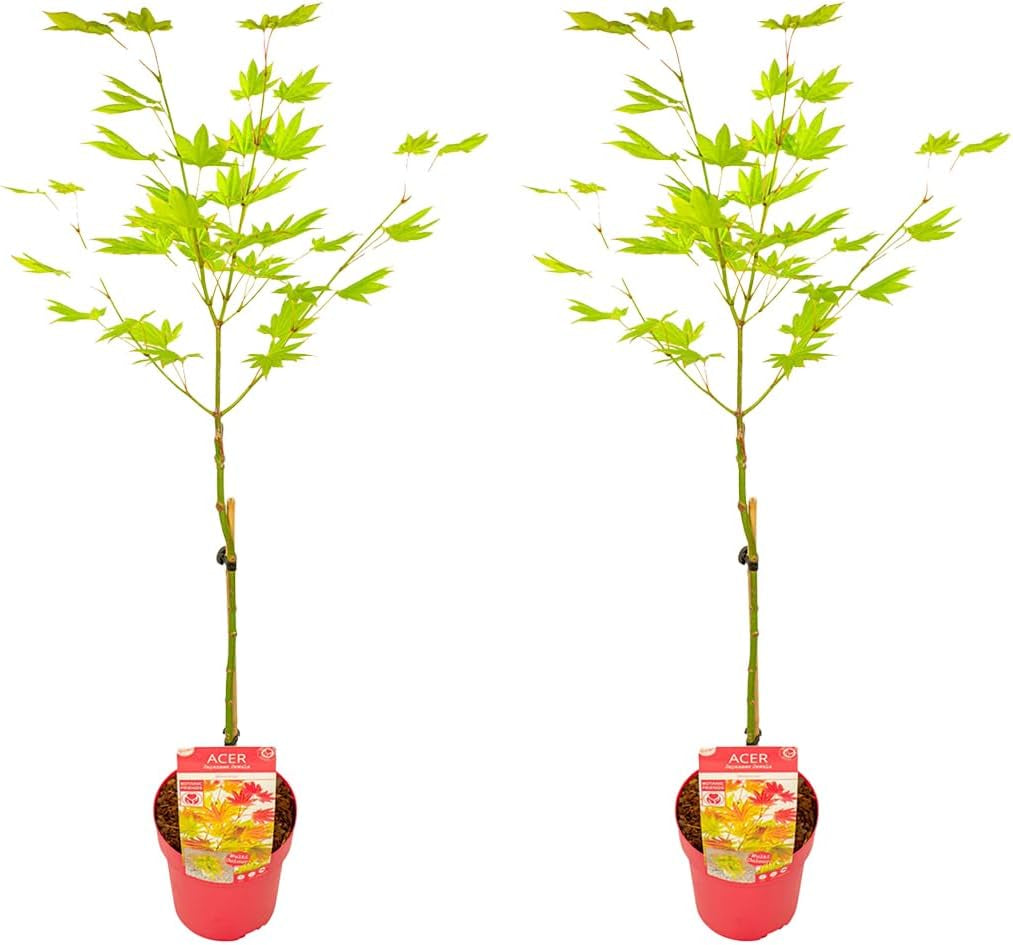Bloomique - Acer Shirasawanum Moonrise - Japanischer Ahorn - Gartenpflanzen - Winterhart - 50-70 Cm Hoch - Topf 19 Cm