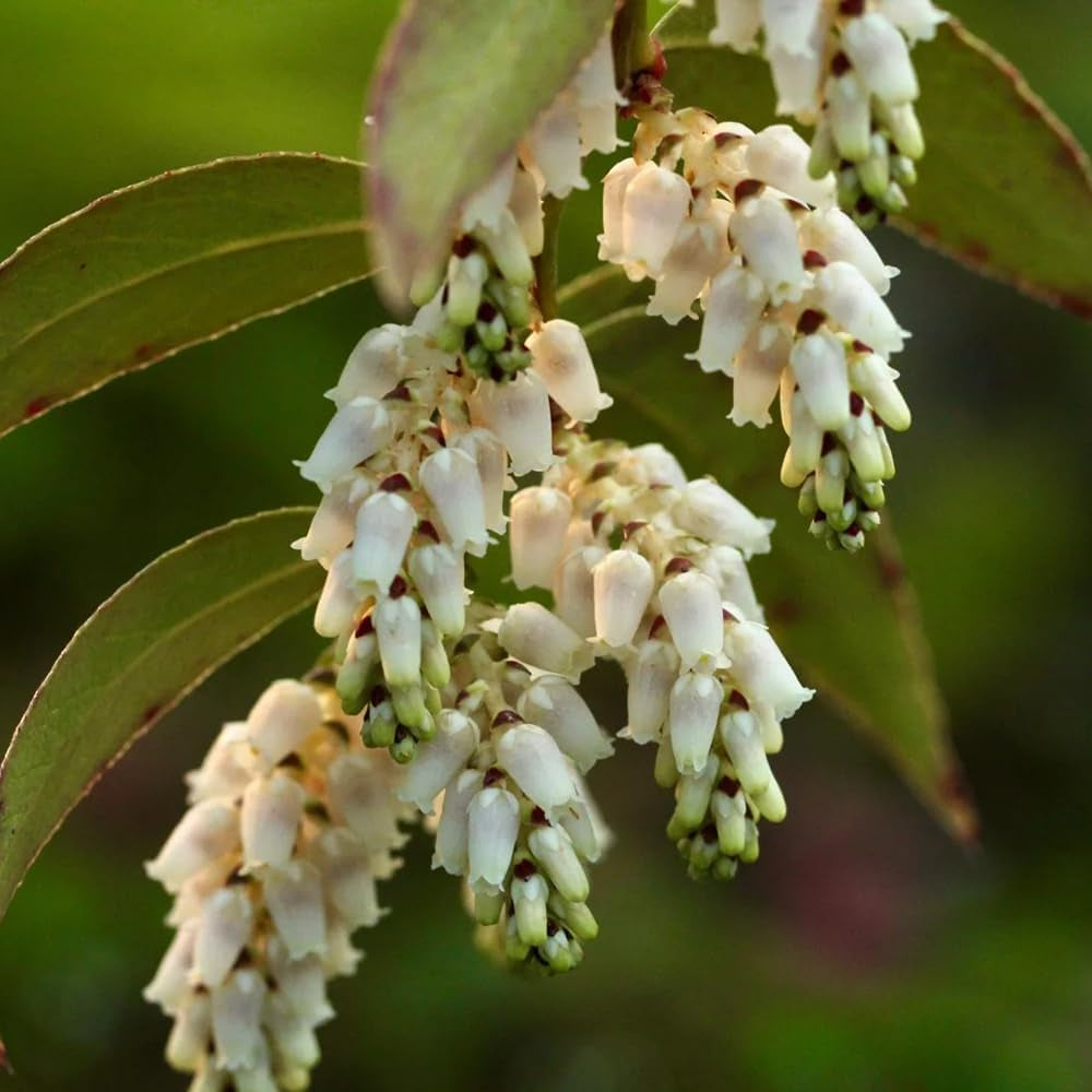 Leukothea - Leucothoe Axillaris - Gartendeko Für Draußen Exotische Heilkräuter Garten Geschenk Wildkräuter Blumenwiese Kräutergarten Küche Geschenk Winterharte Garten Sträucher 300Samen