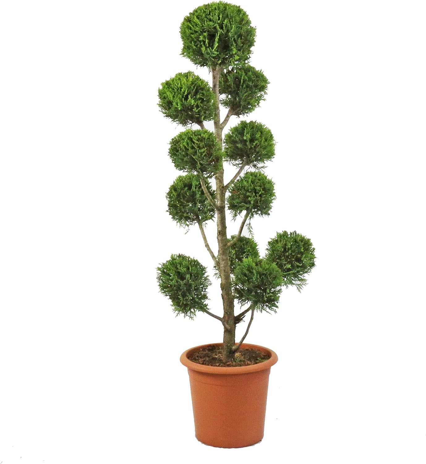KENTIS - Cupressocyparis Leylandii - Drei Ball Zypressen - Echte Winterharte Pflanzen Für Garten - H 140-160 Cm Topf Ø 30 Cm