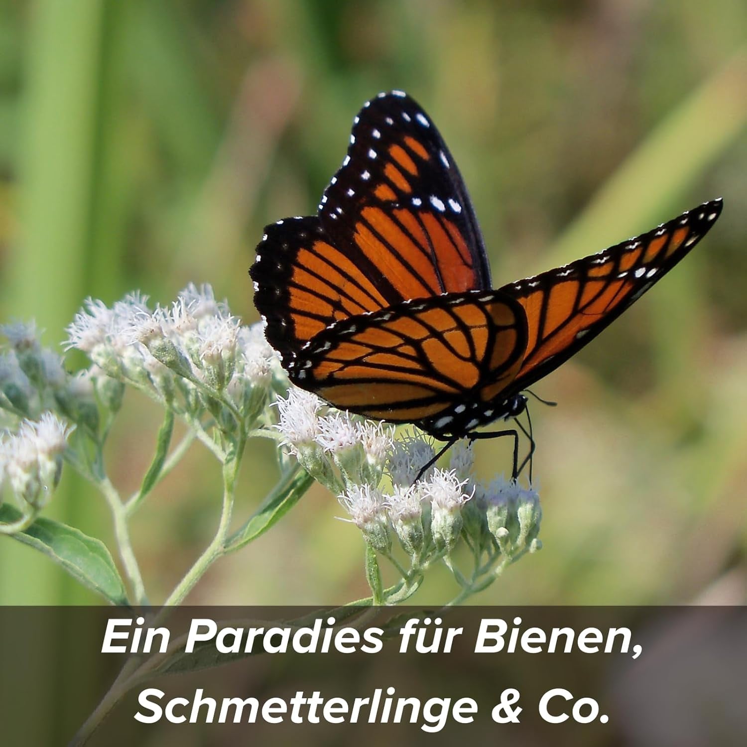 Graines de fleurs enrobées d'argile protectrice pour abeilles et papillons, 400g. Mélange de fleurs sauvages vivaces et résistantes à l'hiver pour 20 m². De belles graines de fleurs sauvages pour un pâturage d’abeilles coloré. Cadeau pour les enfants.