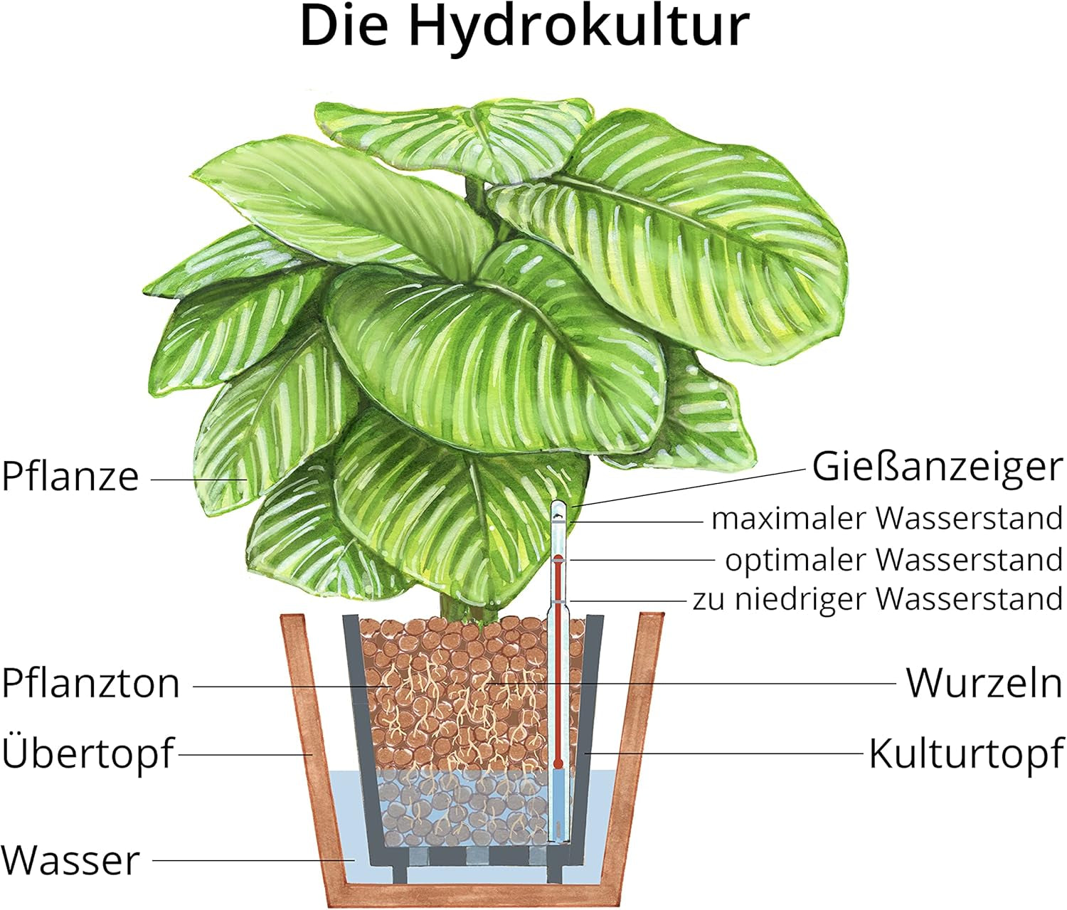 Argile à planter Dehner, 10 l, grain 4/8 mm, format universel