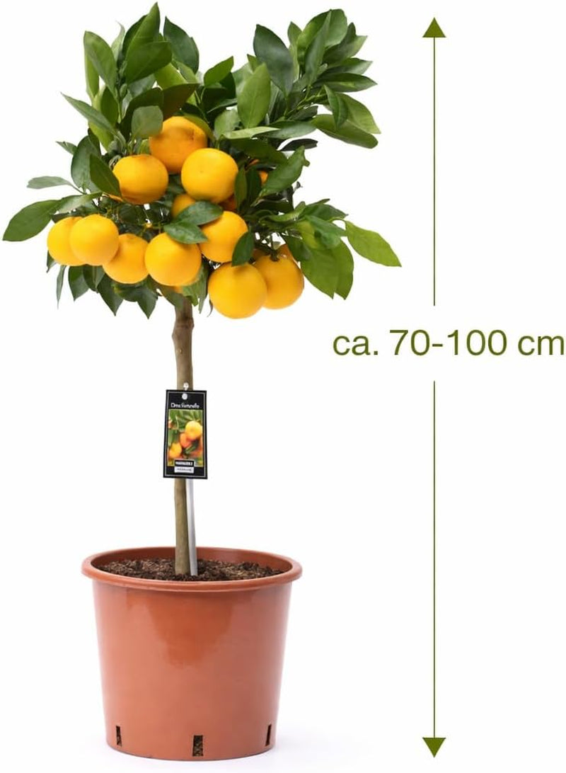 Satsuma-Mandarine Baum 70-100 Cm – Citrus Unshiu – Winterharte Zitruspflanze Mit Süßen, Kernlosen Früchten – Perfekt Für Garten, Balkon & Wintergarten