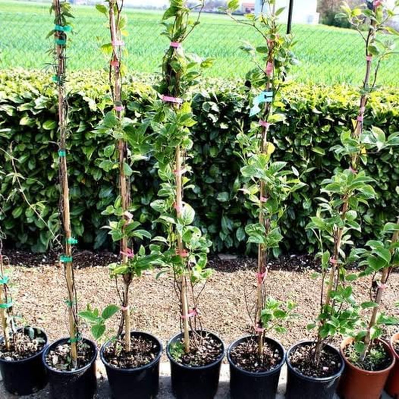 Passionsblume Edulis Spalier - Obstpflanze Alte Frucht Auf Blumentopf 26 Baum Max 200 Cm – 4 Jahre Anbau Italien