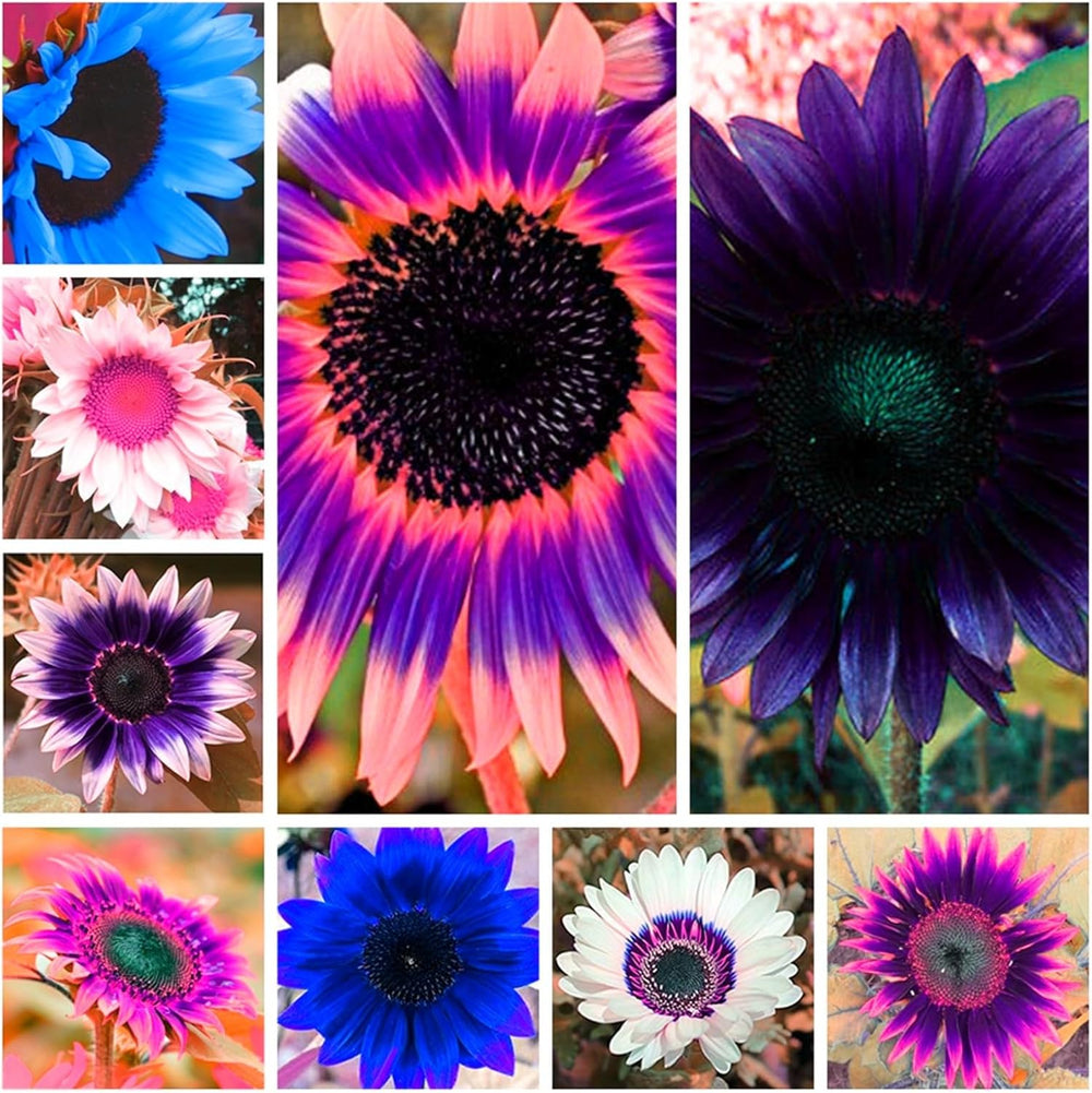 Mélange de bulbes de fleurs, ampoule magique mystère, plantation rustique, bulbe de fleurs vivaces résistant à l’hiver, bulbes rustiques - 3 bulbes d’orchidées