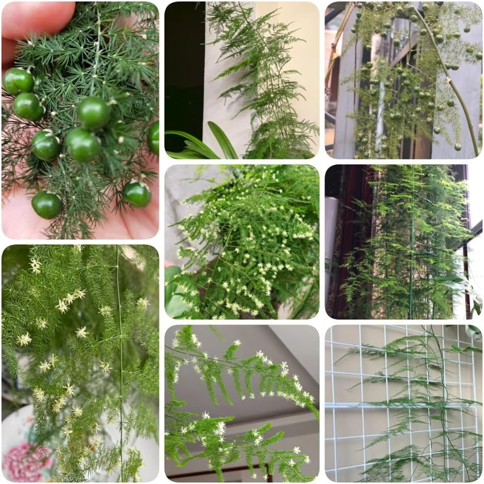 Asparagus Fern, Immergrüne Asparagus Setaceus, Balkongewächshäuser Topfpflanzen Draußen Winterhart Spargelfarn Alte Sorten Wohnzimmer Deko 85Samen
