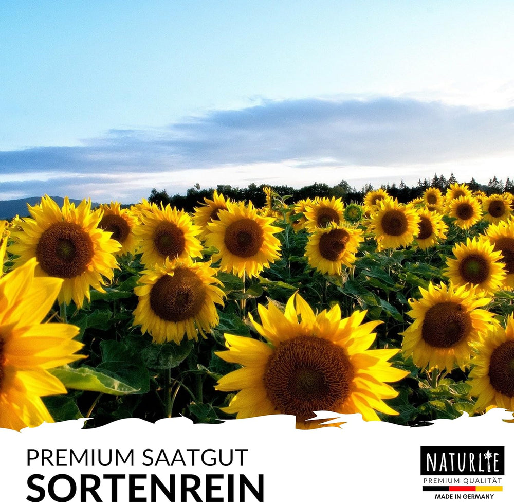 12Er Sonnenblumen Samen Set - 12 Schöne Sorten Premium Sonnenblumensamen - Blumen Saatgut Für Bienen - Super Garten Geschenk - Blumensamen Sommerblumen Anzuchtset Von