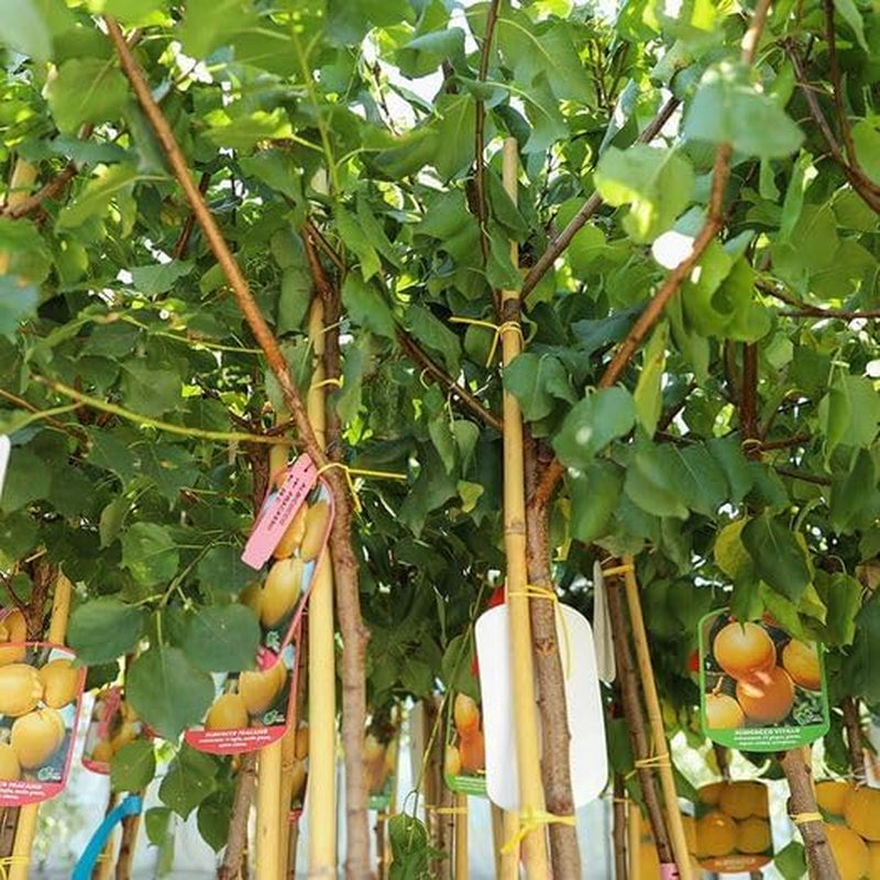 Aprikosenbaum Paviot Obstbaum Im Topf 26 Cm Höhe Ca. 180 Cm – Alter 4 Jahre - Italienische Gärtnerei