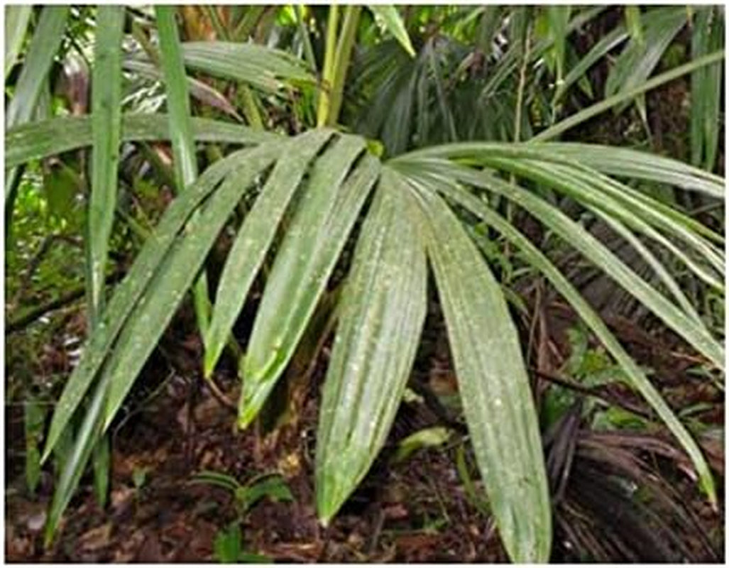 Stk - 10X Asplundia Sp. Escudo Ziersträucher Garten Pflanzen - Samen ID636 -