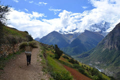 Rohkaffee Népal Mont Everest Café (1000g)