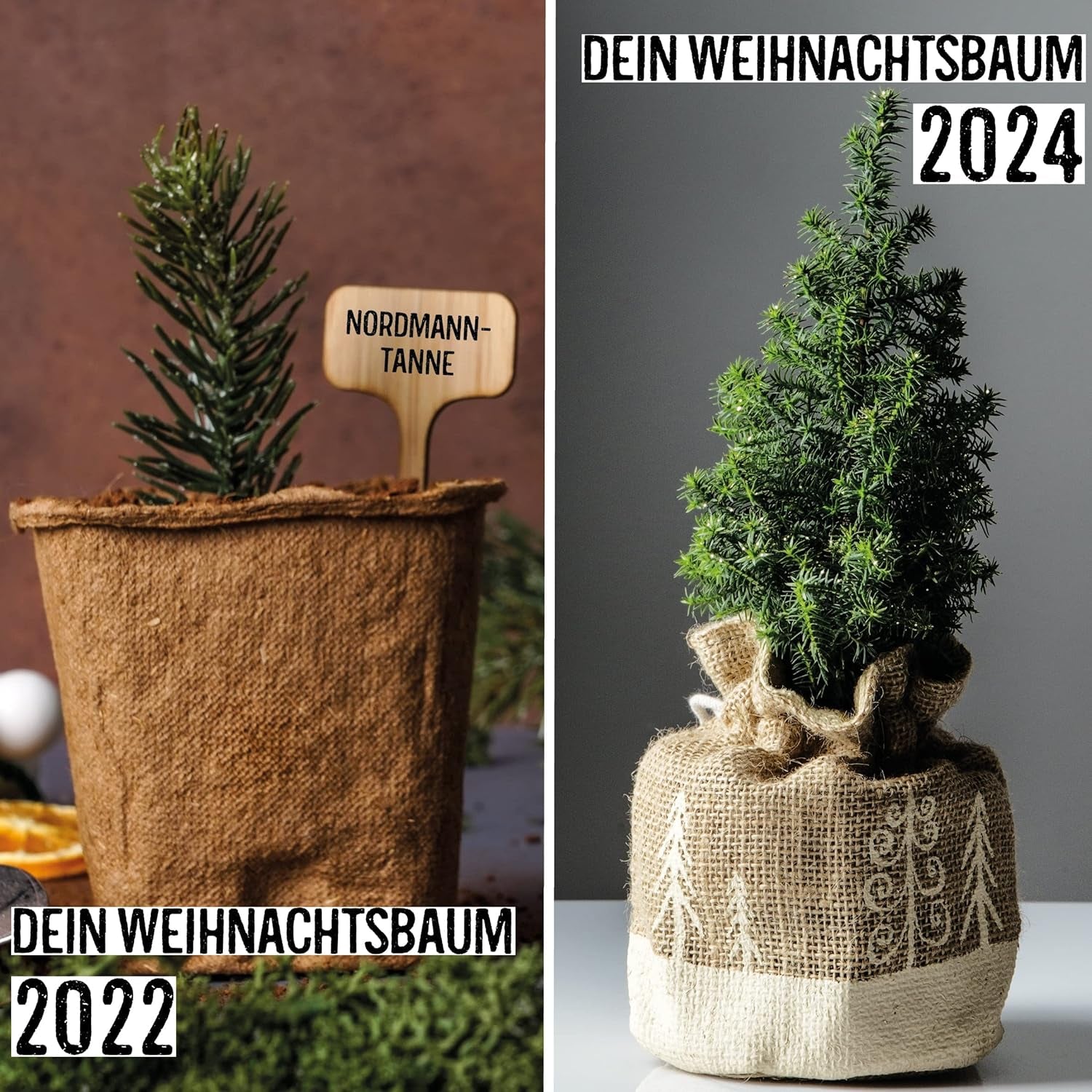 Sapin de Noël 2030 - Graines d'arbre de Noël Nordmann pour planter un sapin de Noël, idéales comme cadeau de Noël Secret Santa