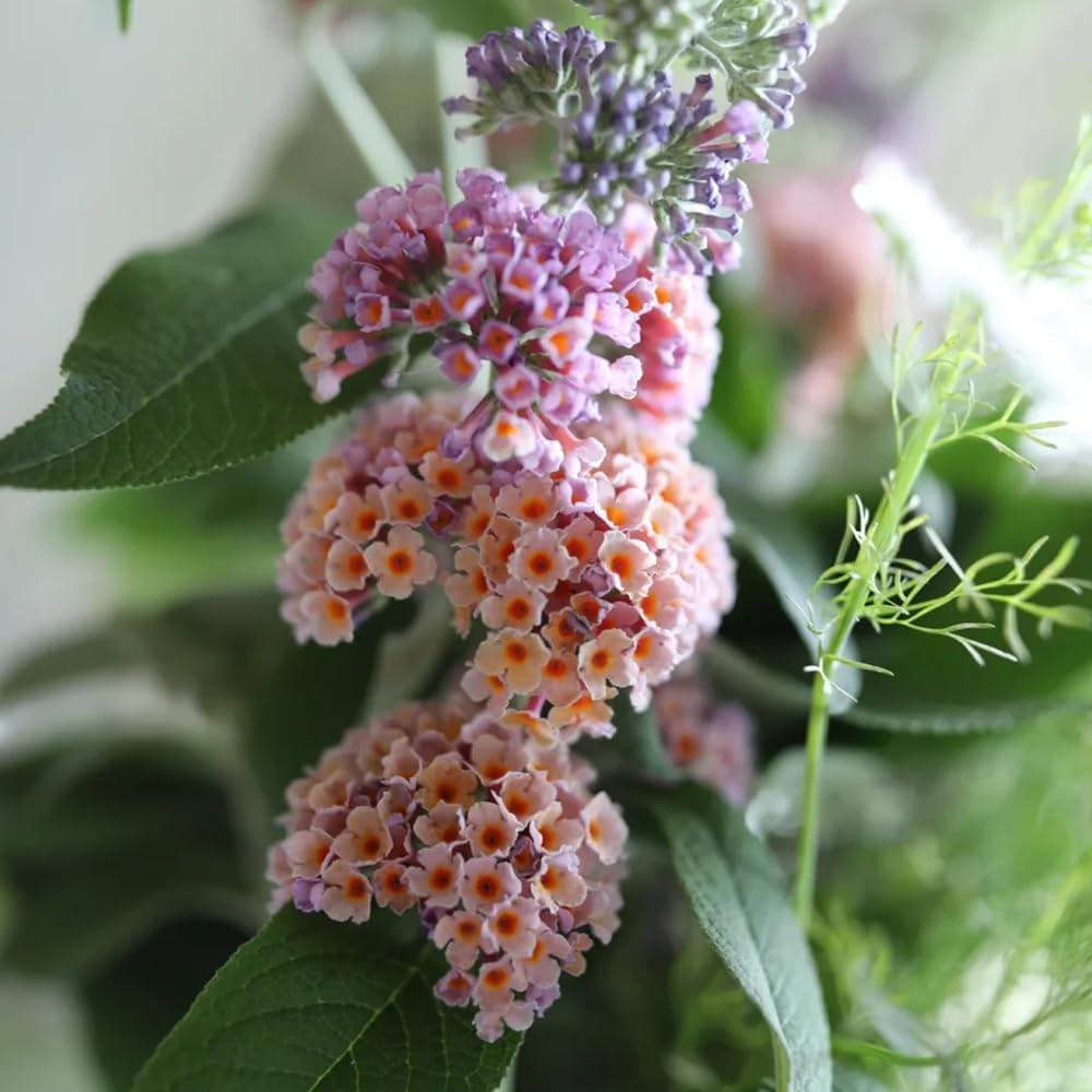 Schmetterlingsflieder Winterhart - Bodendecker -Buddleja, Für Garten, Exotische 400Samen
