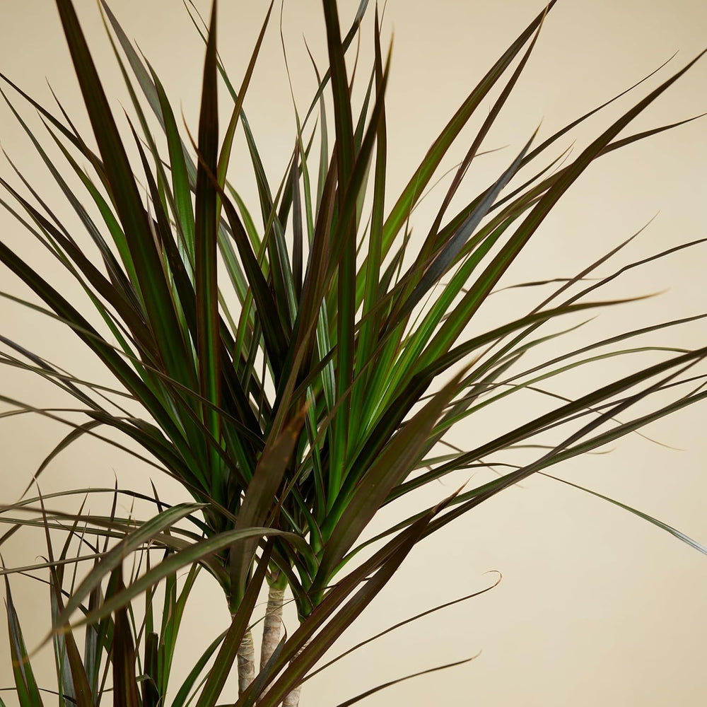 Bloomique - Dracaena Marginata - Drachenbaum - Zimmerpflanzen Groß - Pflegeleicht - Luftreinigend - Höhe 90-110 Cm - Topf 21 Cm