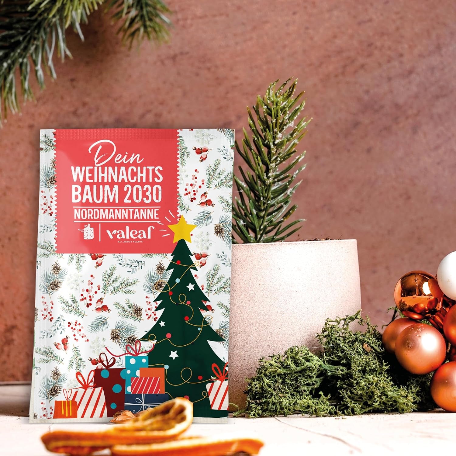 Sapin de Noël 2030 - Graines d'arbre de Noël Nordmann pour planter un sapin de Noël, idéales comme cadeau de Noël Secret Santa