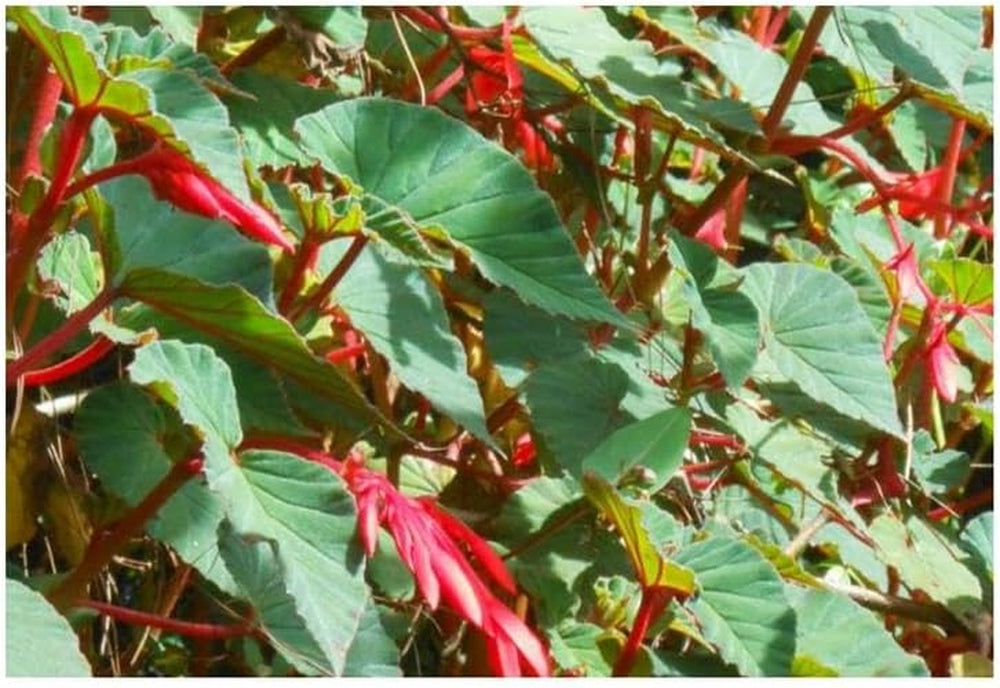 Stk - 10X Begonia Ferruginea Ziersträucher Garten Pflanzen - Samen ID334 -