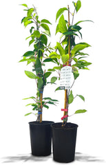 Kiwiri'S Kiwibeeren Duo - 2 Kiwipflanzen (Actinidia Arguta) - Mini Kiwi - Sortengarantie Direkt Vom Züchter