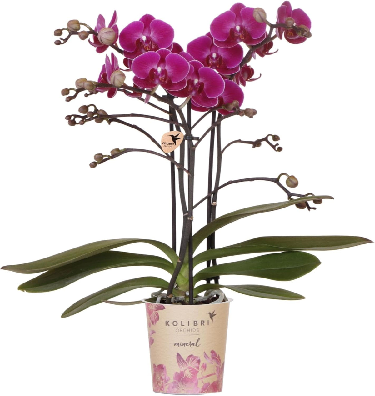Kolibri Orchids | Lila Phalaenopsis Orchidee - Morelia - Topfgröße Ø9Cm | Blühende Zimmerpflanze - Frisch Vom Züchter