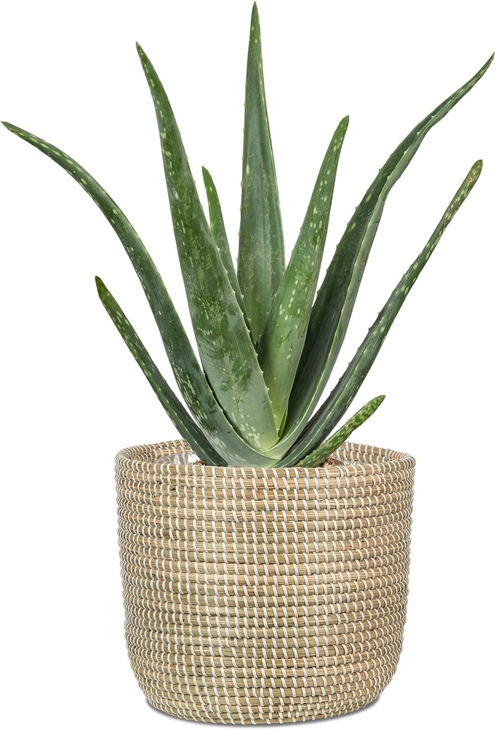 Scheurich Seagrass 17, pot panier/pot panier jonc de mer, couleur : blanc, diamètre 17 cm, hauteur 16 cm, volume 3,5 l.