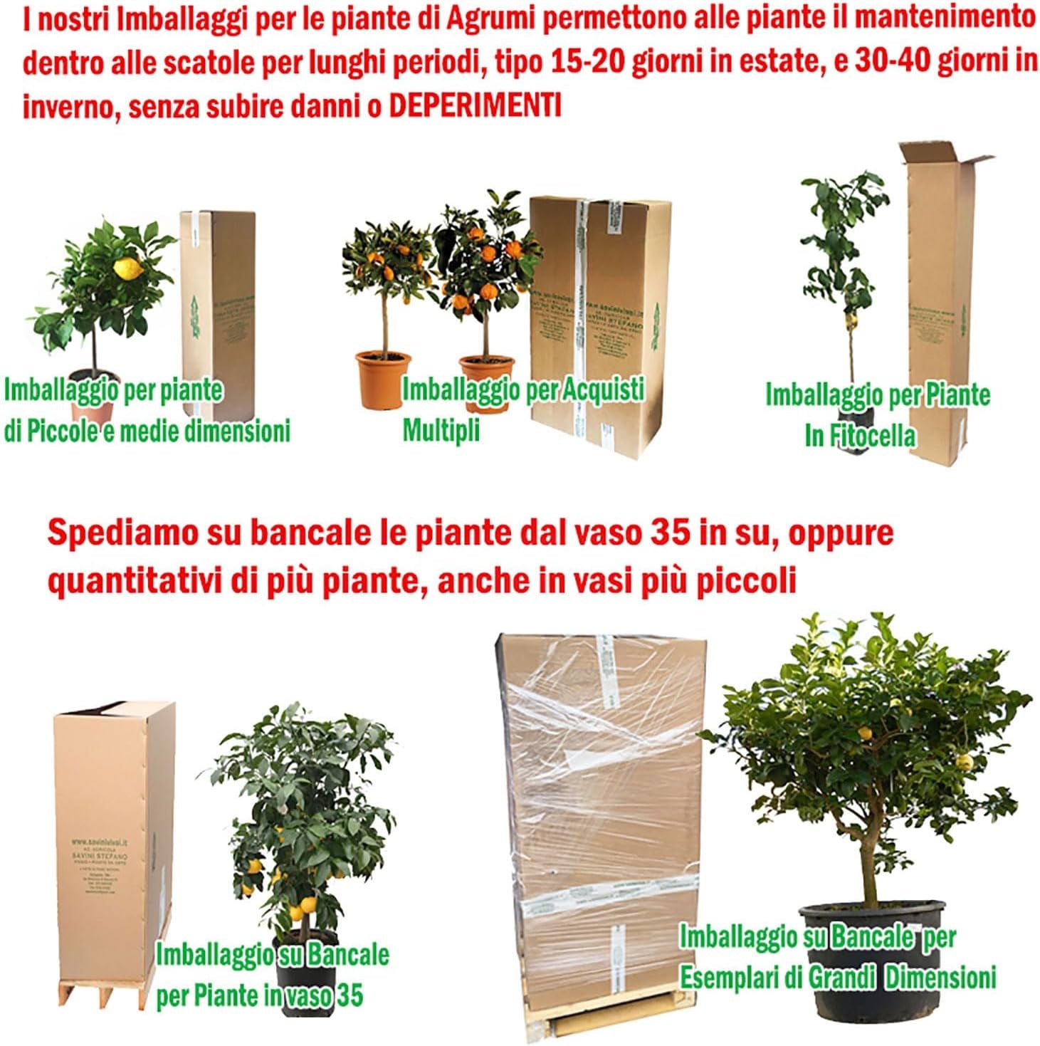 SAVINI VIVAI Zitronenpflanze, Gelber Kaviar, Zitrusbaum, Fingerlimette, Zitronensetzling Im Topf, 20 Cm, Höhe 50–70 Cm, 2 Jahre Veredelung, Hergestellt in Italien