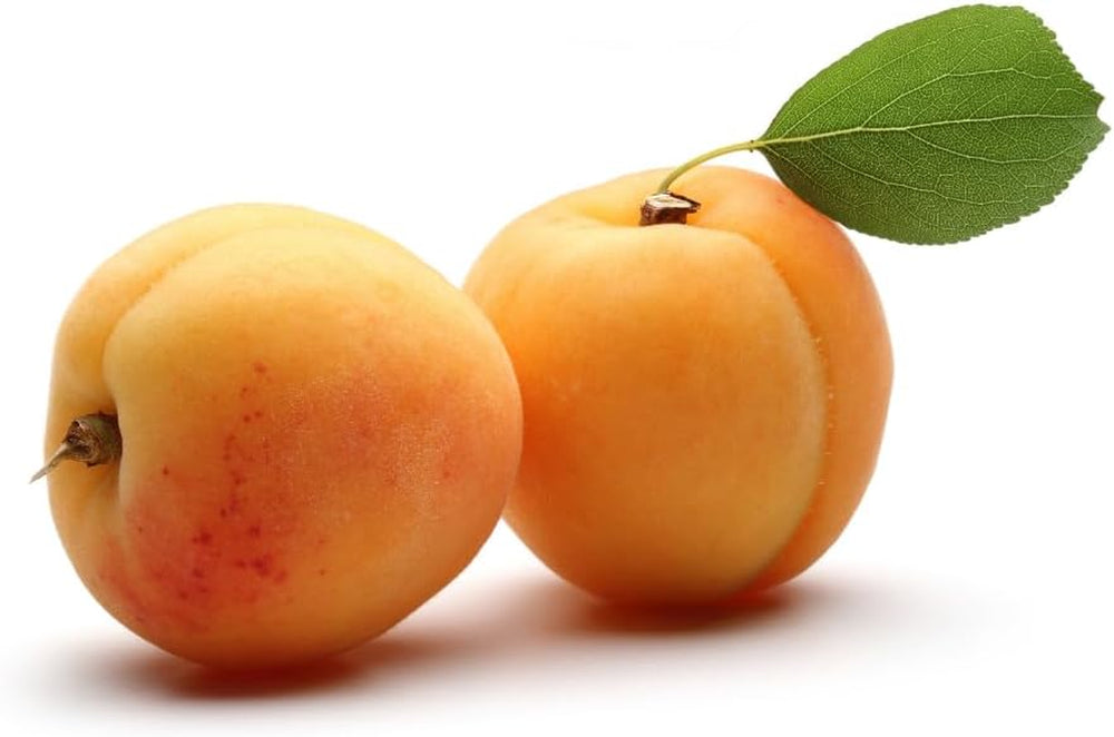 Aprikosenbaum Monteporzio Obstbaum Im Topf 20 Cm Höhe Ca. 170 Cm – Alter 2 Jahre - Italienische Gärtnerei