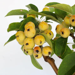 KENTIS - Bonsai Malus Evereste - Echter Apfelbaum Bonsai – Echte Dekorative Pflanzen Für Den Außenbereich – Hoch 25–35 Cm Keramiktopf Ø 21 Cm