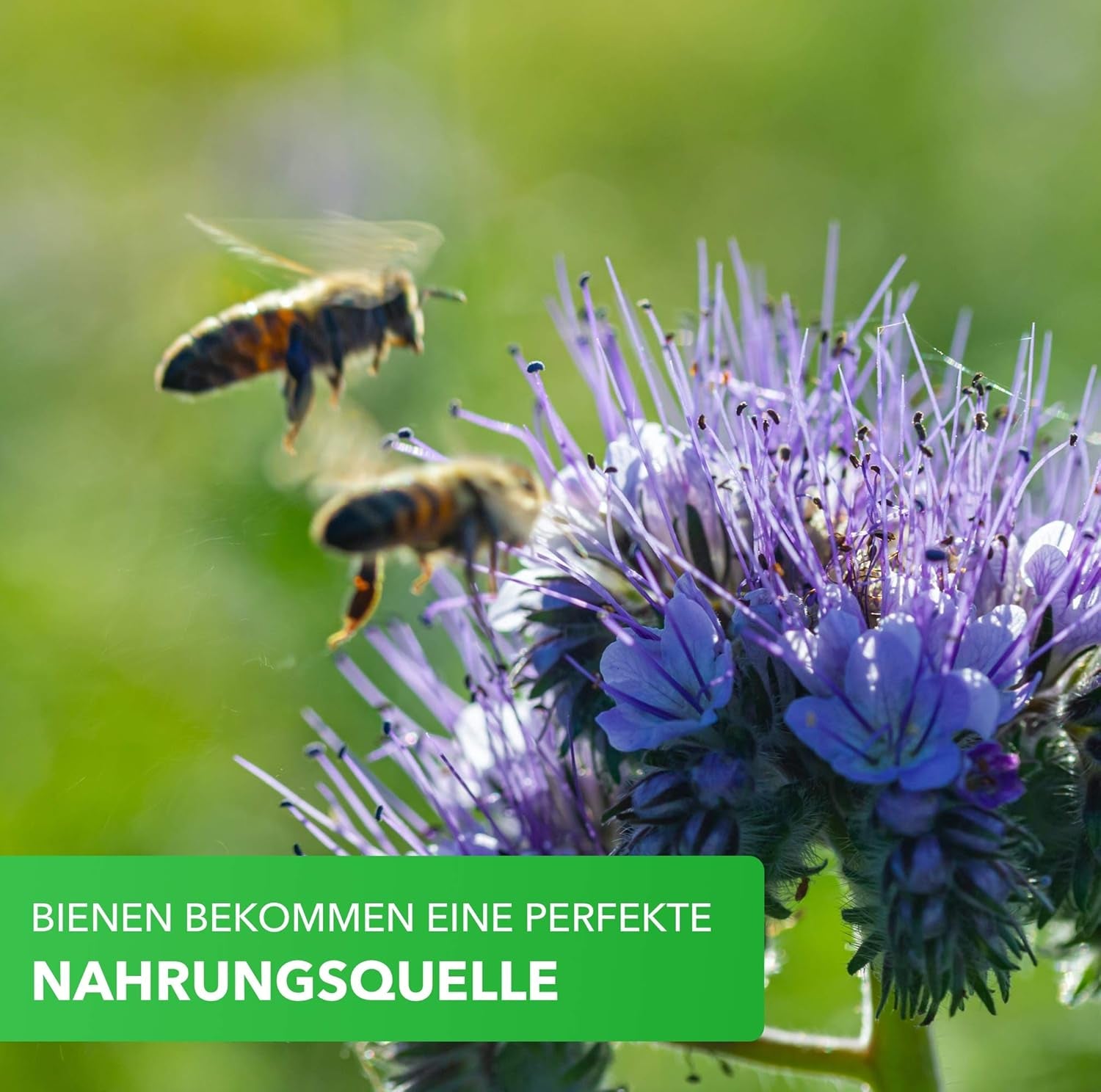 Magic of Nature Balcony Box Mix - 10 g de graines - Plantes respectueuses des abeilles - Facile à utiliser - Bee Paradise - 5 espèces cultivées indigènes - Convient aux bacs à fleurs et aux jardinières