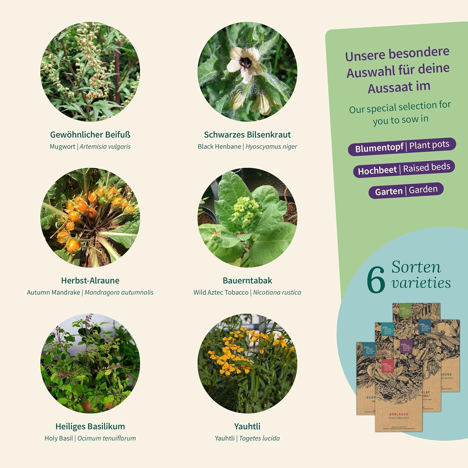 Magic Garden Seeds - Plantes enchantées avec 6 herbes magiques : absinthe, absinthe, mandragore et plus encore - Plantes d'encens à cultiver soi-même et à offrir en cadeau