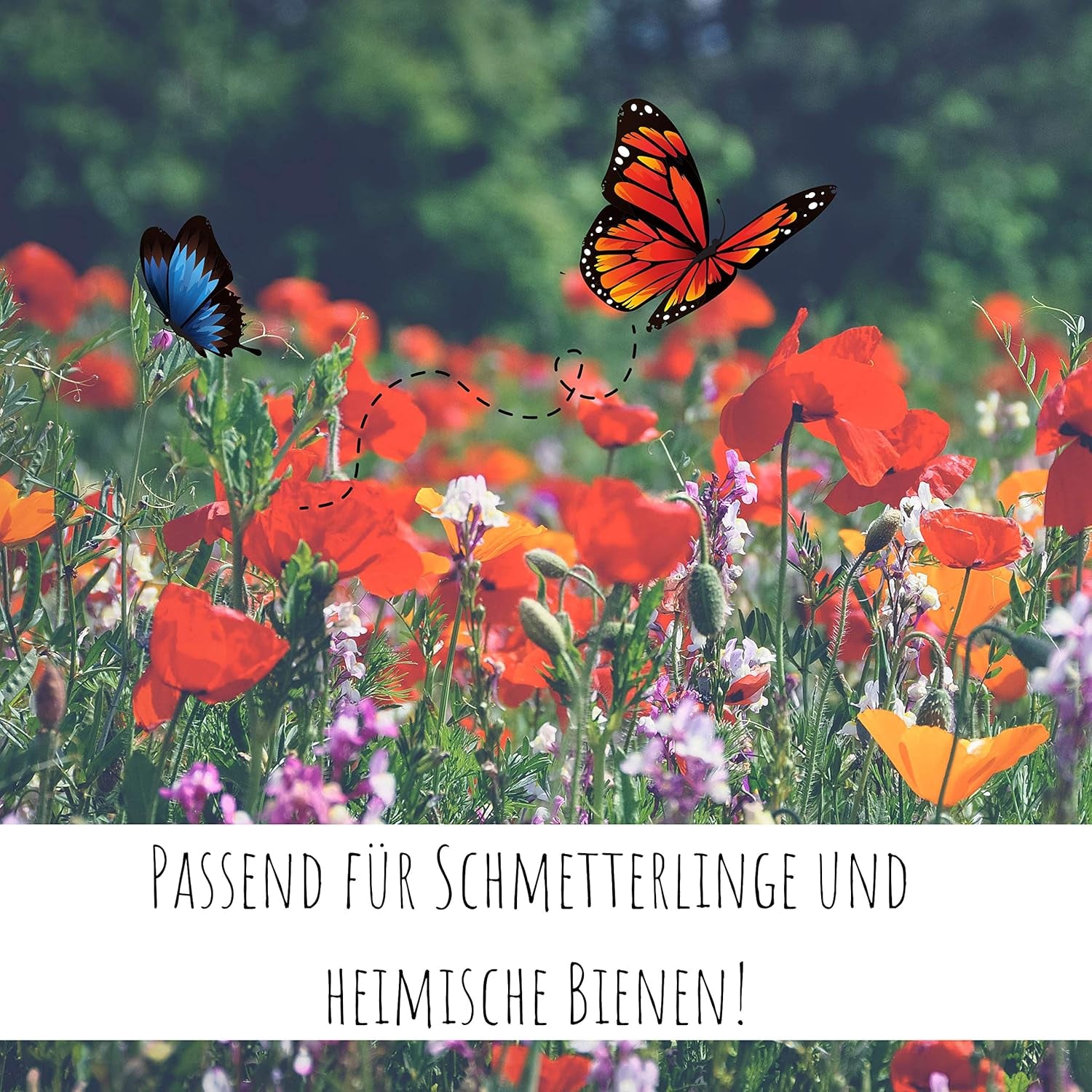 200G Schmetterlingswiese Samen Für Eine Bunte Blumenwiese - Farbenfrohe & Nektarreiche Wildblumensamen Mischung Für Schmetterlinge