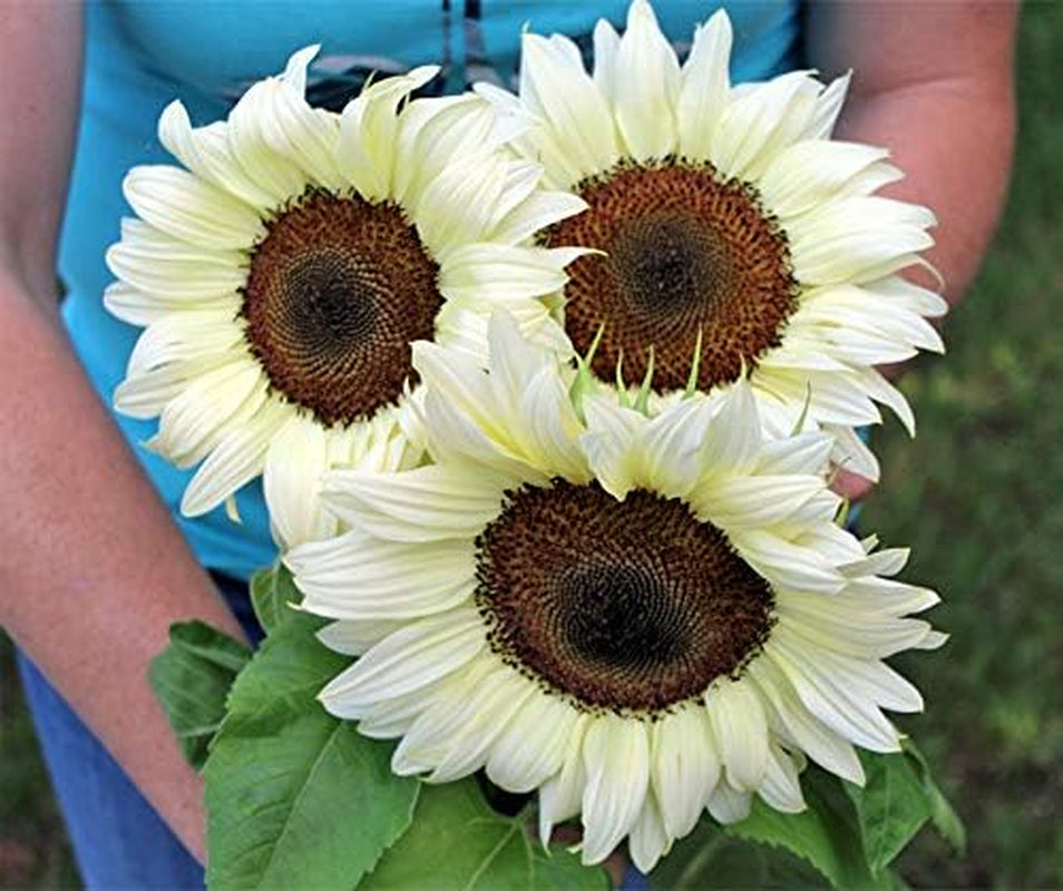 Procut White Night F1 Sonnenblumensamen Von Bobby-Seeds Portion