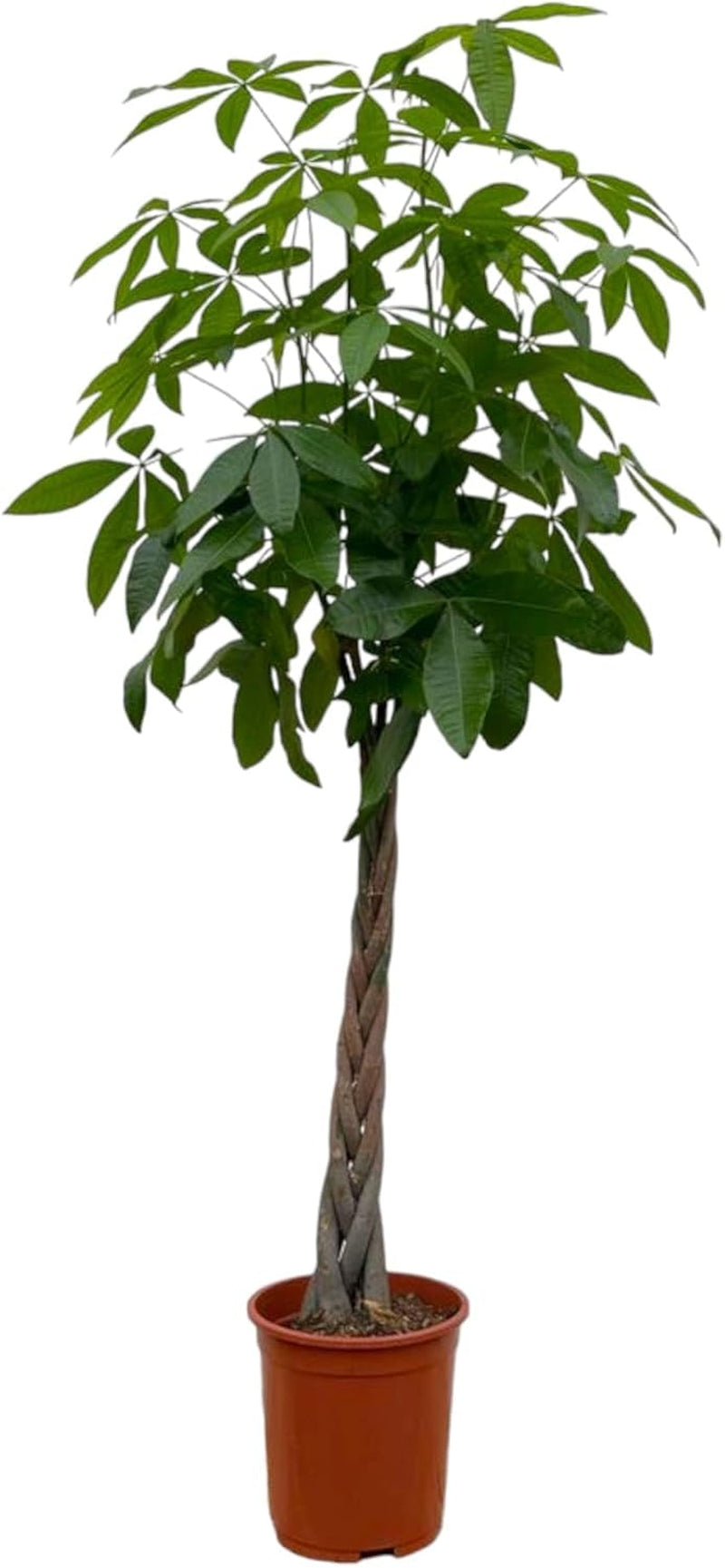 Trendyplants - Pachira Aquatica - Geldbaum - Zimmerpflanze - Höhe 160-180 Cm - Topfgröße Ø27Cm