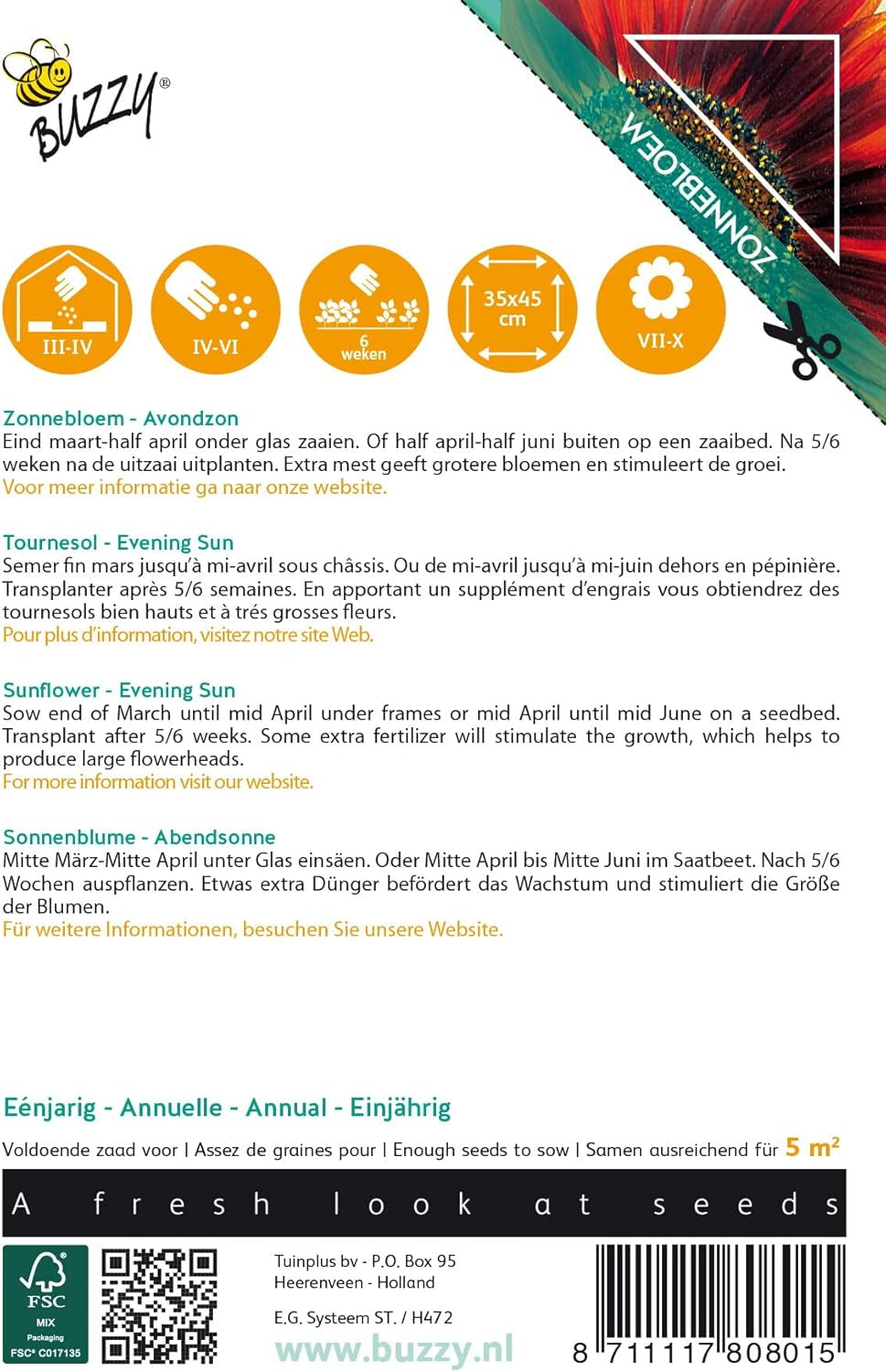 Fleurs ensoleillées, tournesols, soleil du soir