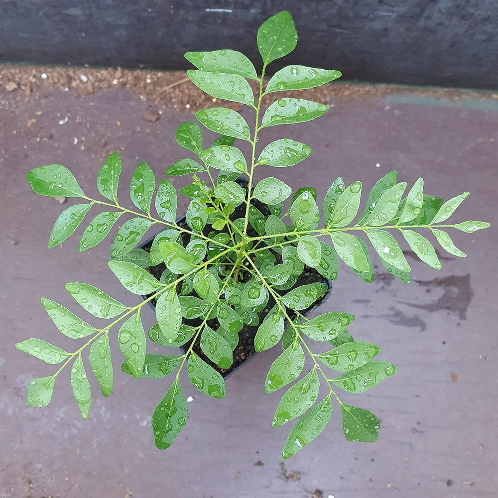 1 Baum au Curryblatt | Murraya Koenigii | Aus Samen gezogen | Selten dans l'UE | Cuisine indienne et sri lankaise | 10-15 cm de haut en 7 cm de haut | Plantes de curry | Bergera Koenigii