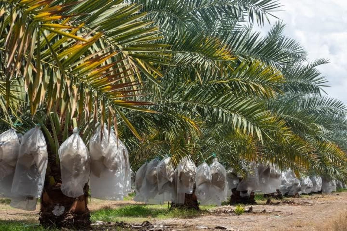 Grandes dattes Medjool premium 1KG de Palestine | Les dattes royales Medjool pour le plaisir et l'énergie | Naturellement séché et naturel | Végétarien et végétalien | Riche en pulpe | Avec pierre | Produits déshydratés Naty Shop 2024
